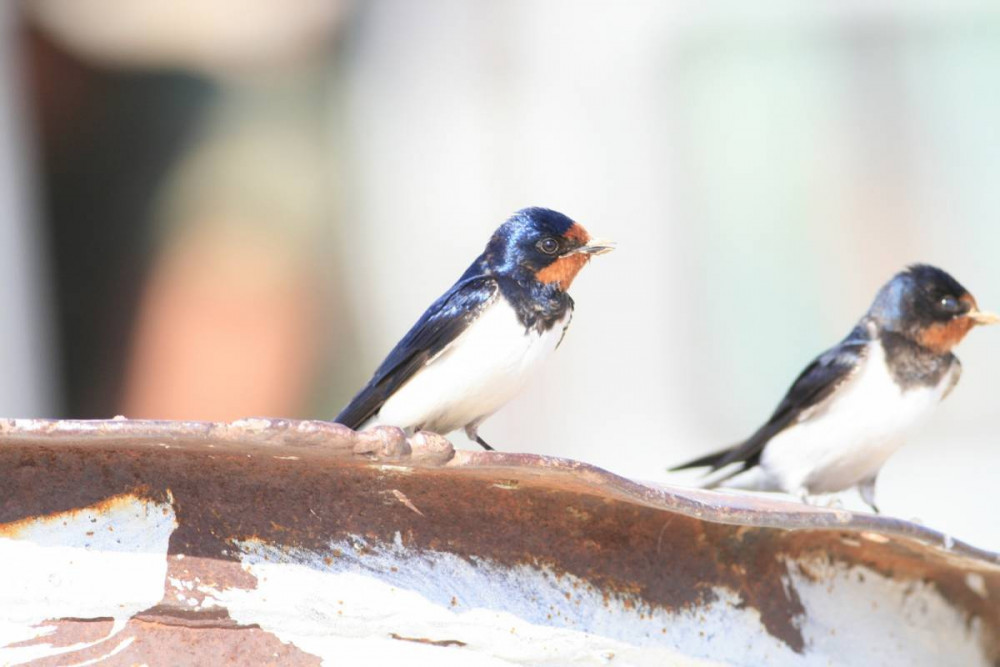 Порнода жігіттер киінген қыздар